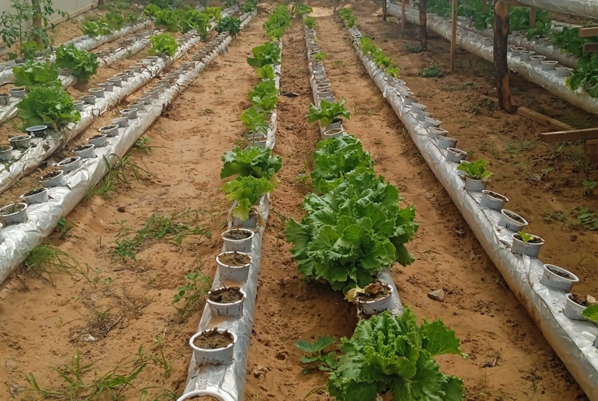 Lange rader med potter, der det vokser grønnsaker. Foto: SOS-barnebyer