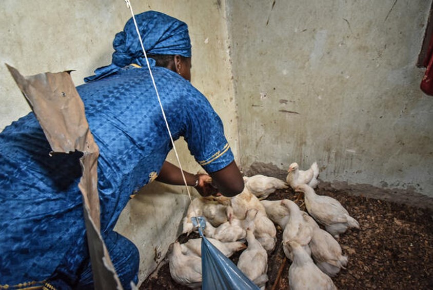 Alenemoren Assanatou driver med kyllingoppdrett. Foto Jean Pierre Kepseu