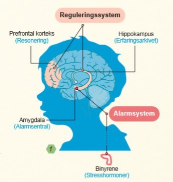 Figur: Hjernens oppbygning