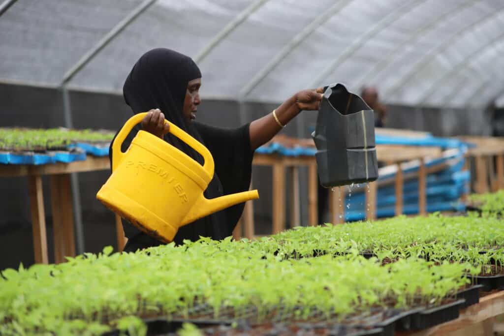 Kvinne i Somalia vanner små grønne planter inne i et drivhus ved hjelp av to kanner. Bildet viser lokal matproduksjon med begrensede ressurser.