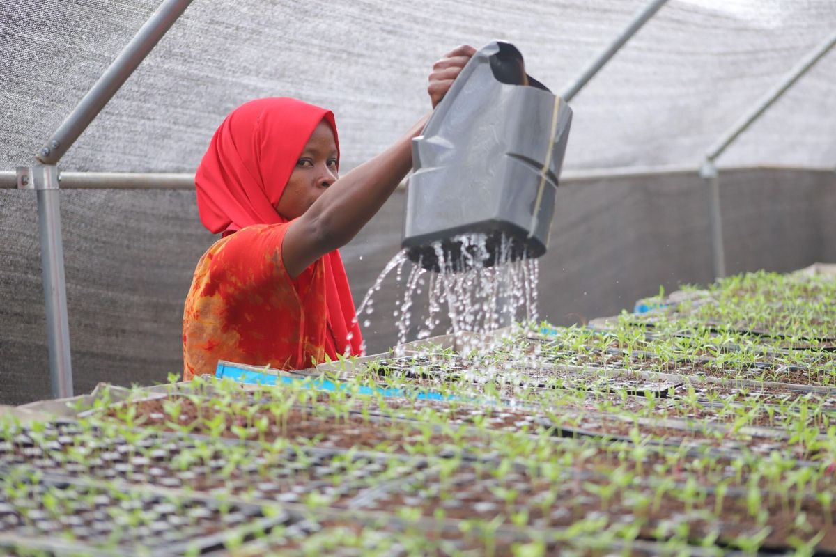 Klimatilpasset jordbruk i Somalia: Resultatene snakker for seg selv. Mødre kan forsørge barna sine. Ungdom får arbeid. Banken får nye kunder. Lokalsamfunnet får mer aktivitet. 