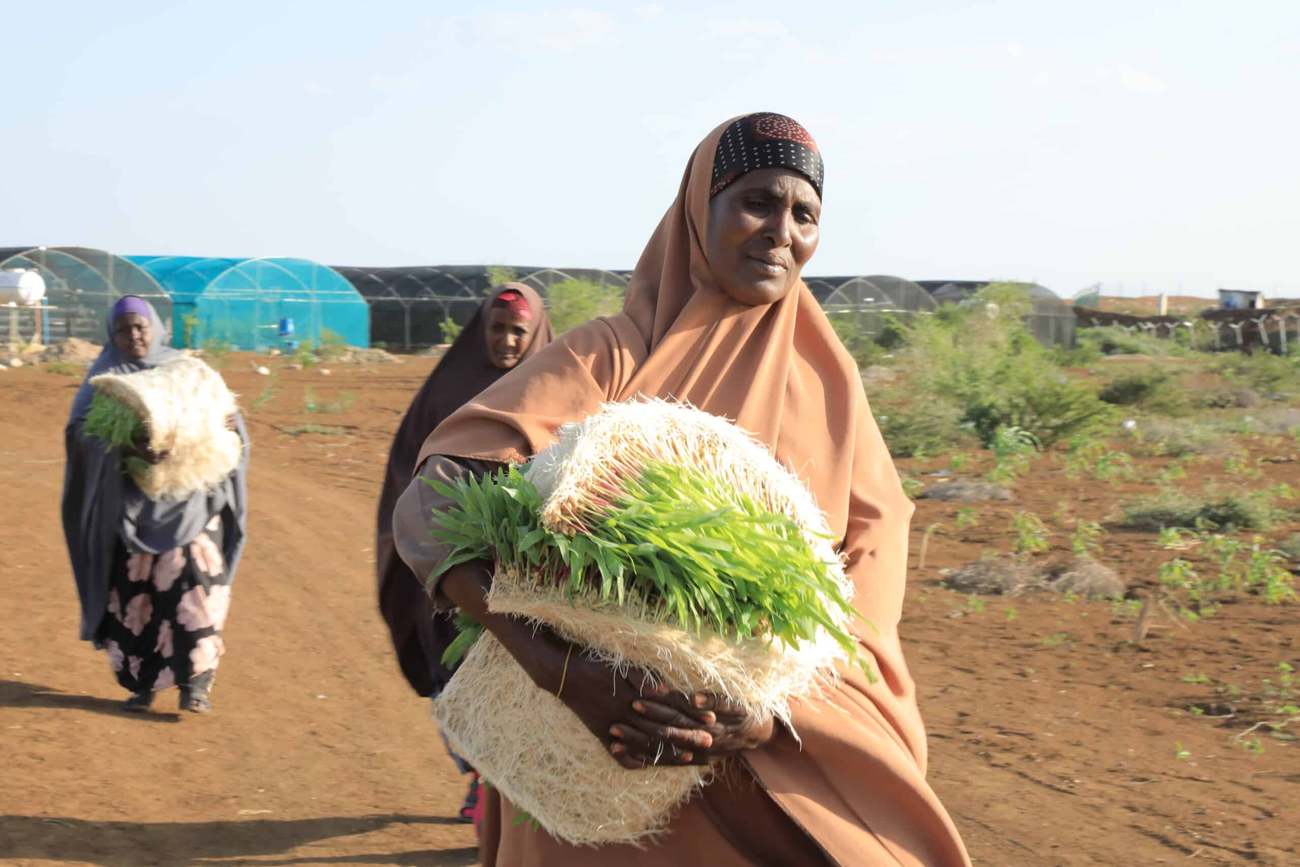 Kvinne i Somalia bærer en bunt med ferskt grønt fôr dyrket hydroponisk. Flere kvinner følger bak henne på et jordområde med drivhus i bakgrunnen.