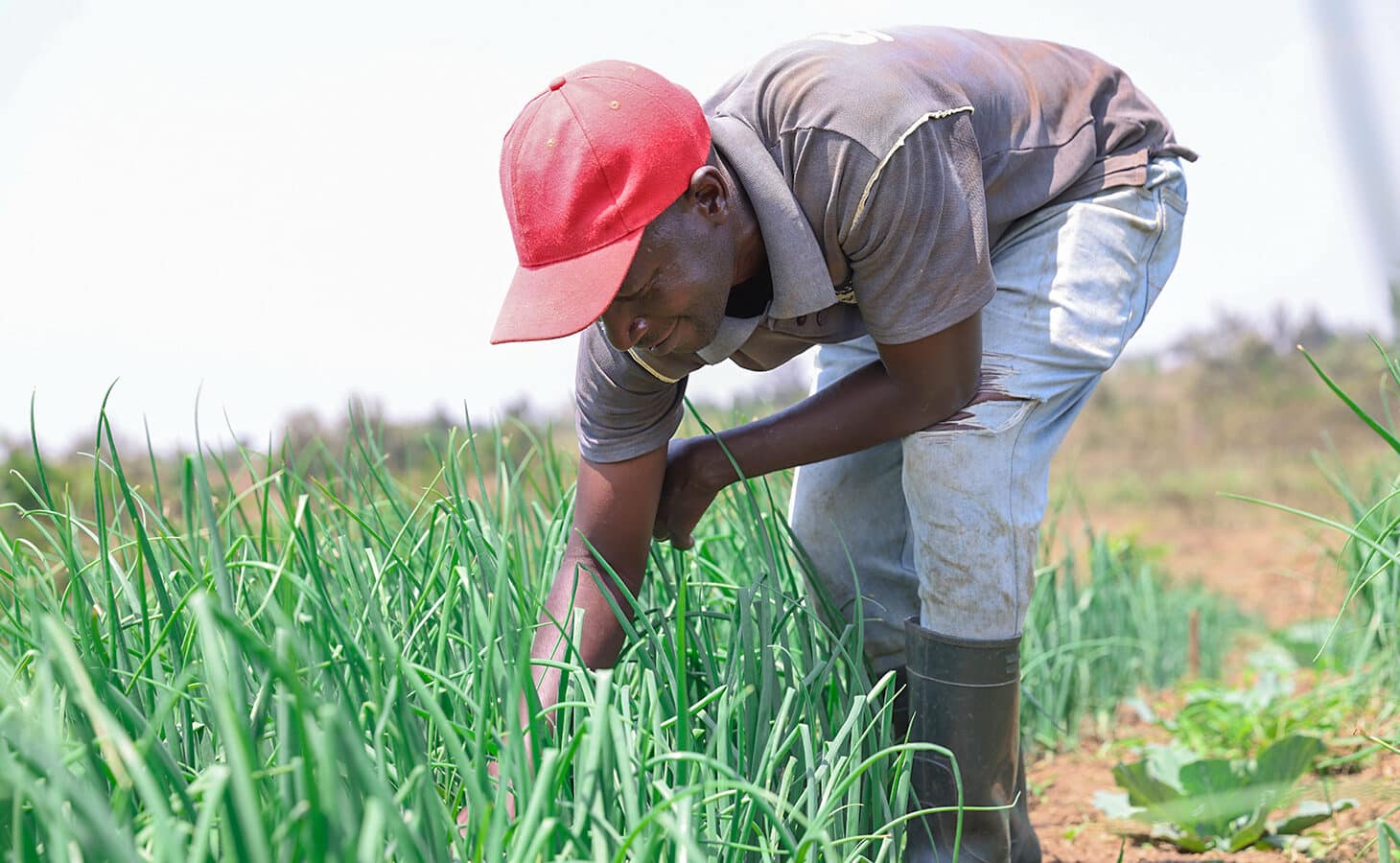 Solcelledrevet vanning gir familier i Rwanda stabile avlinger og inntekt. Foto SOS-barnebyer