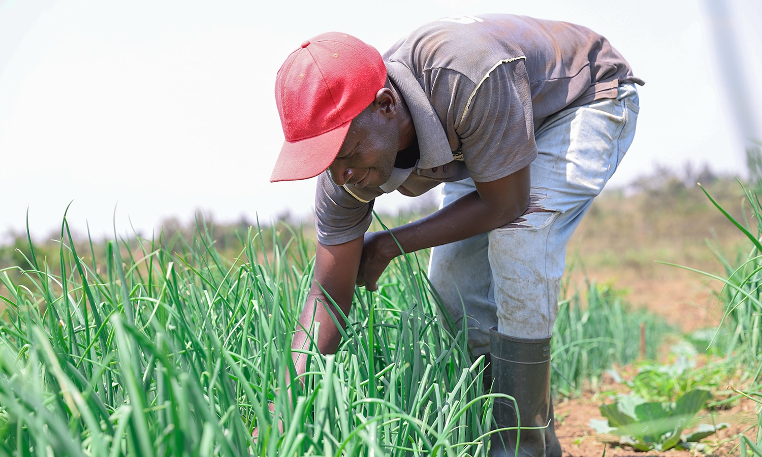 Solcelledrevet vanning gir familier i Rwanda stabile avlinger og inntekt. Foto SOS-barnebyer