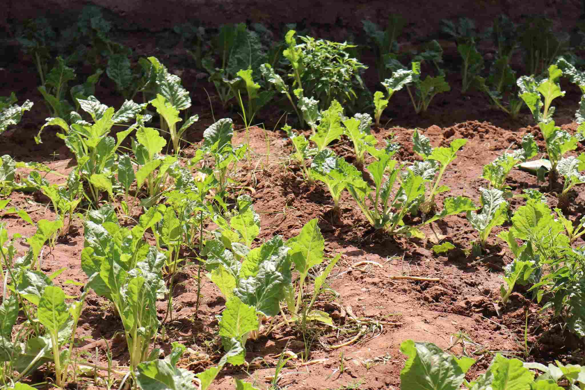 Familier i Somaliland som dyrker grønnsaker gjennom klimasmart. Foto: SOS-barnebyer Somaliland