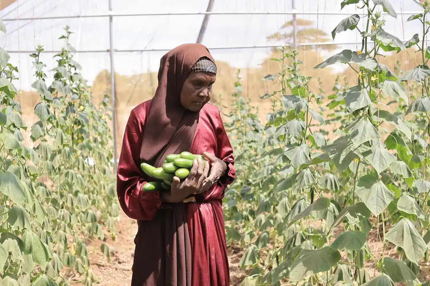 Klimasmart landbruk hjelper familier rammet av tørken i Somalia.