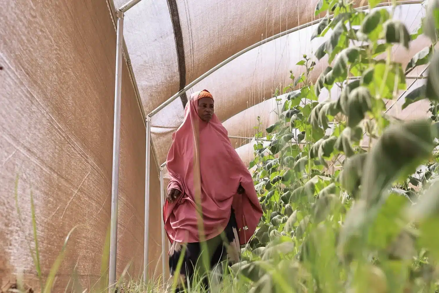 Tørken i Somalia: Rahmay går mellom agurkplantene under innhøstingen. Ferske agurker fra drivhuset gir både mat på bordet og penger til å forsørge familien.