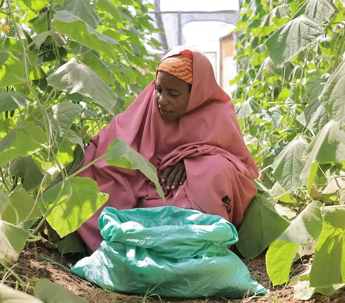 Klimasmart landbruk hjelper familier rammet av tørken i Somalia.