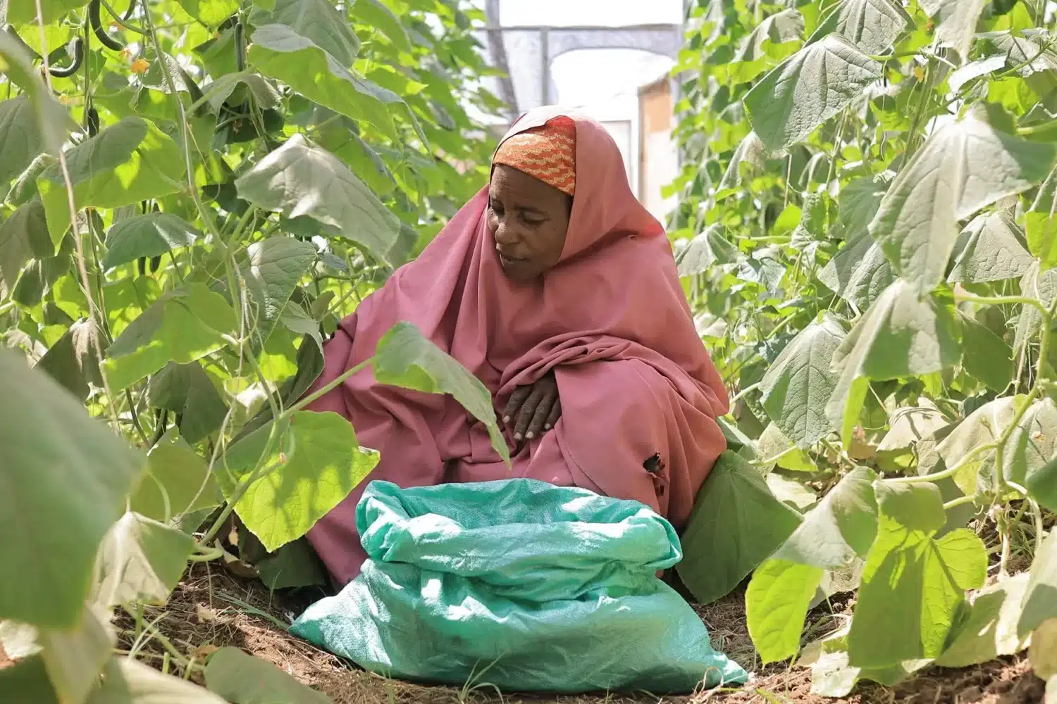 Klimasmart landbruk hjelper familier rammet av tørken i Somalia.