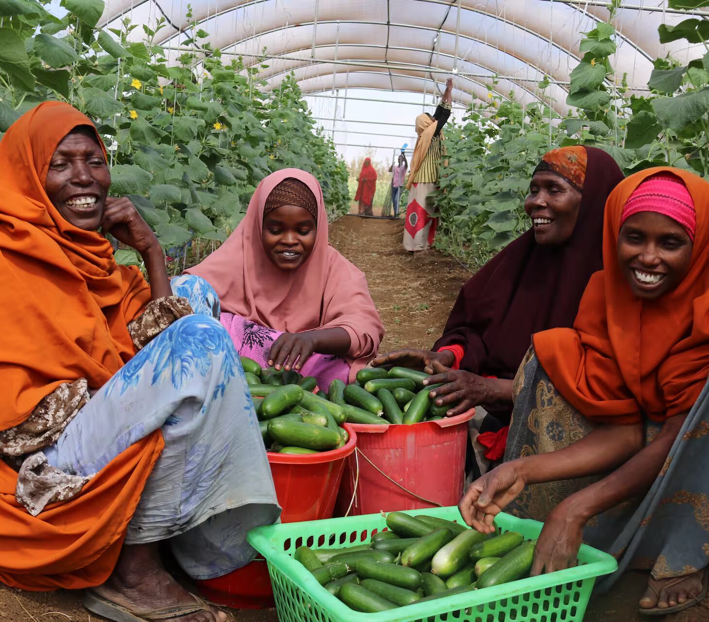 I Somalia gir hydroponisk dyrking familier mat, inntekt og trygghet. 95 prosent av deltakerne er blitt selvforsørgende.