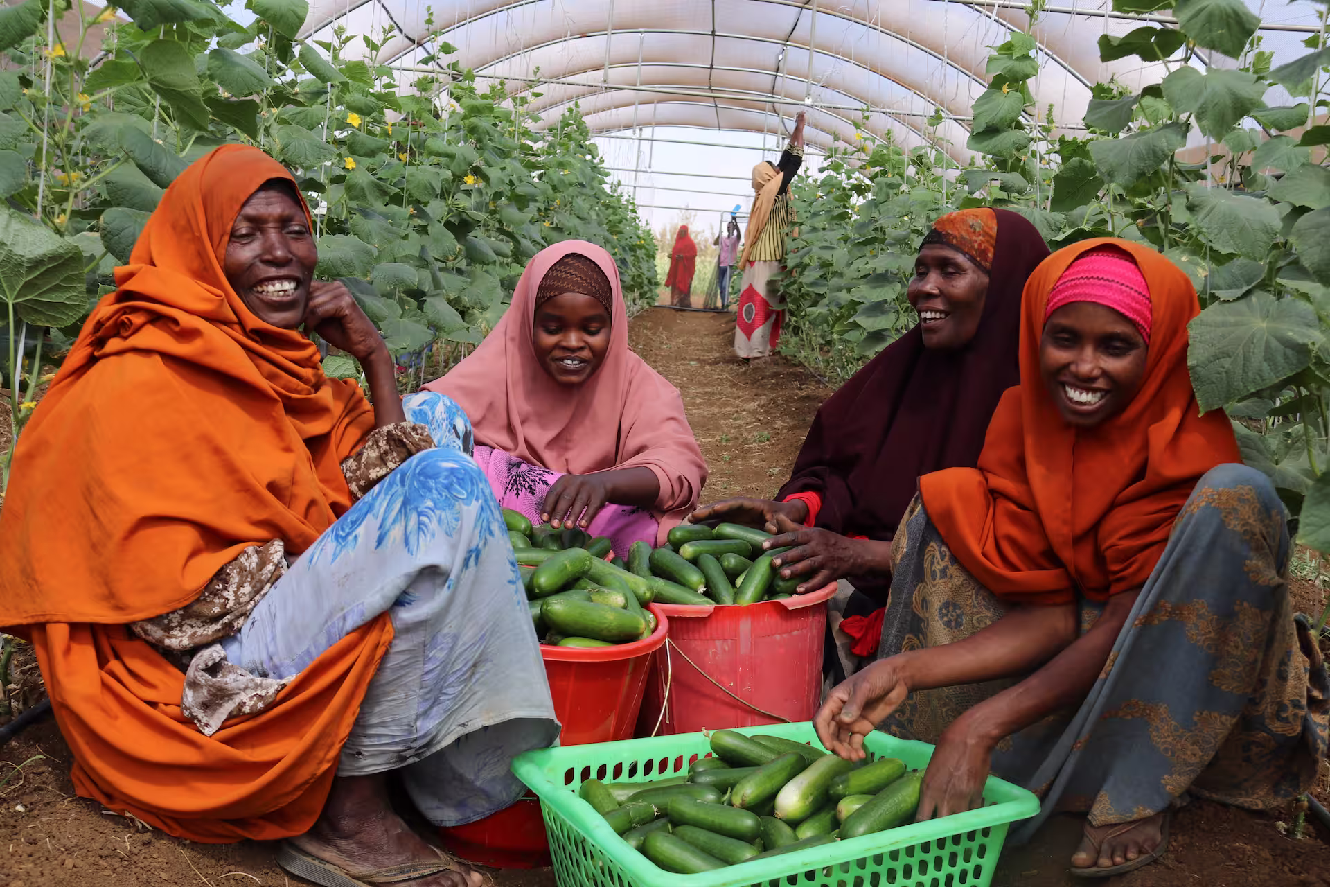 I Somalia gir hydroponisk dyrking familier mat, inntekt og trygghet. 95 prosent av deltakerne er blitt selvforsørgende.