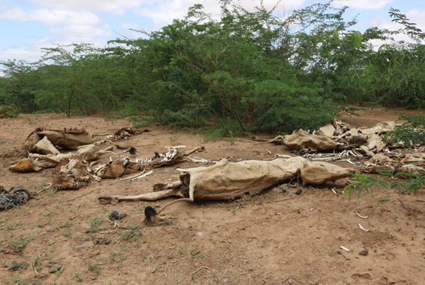 Skjeletter etter døde kuer ligger på bakken. Foto: Anne Kahura
