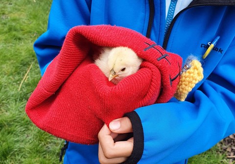 Et barn i blå jakke holder en kylling i armene.