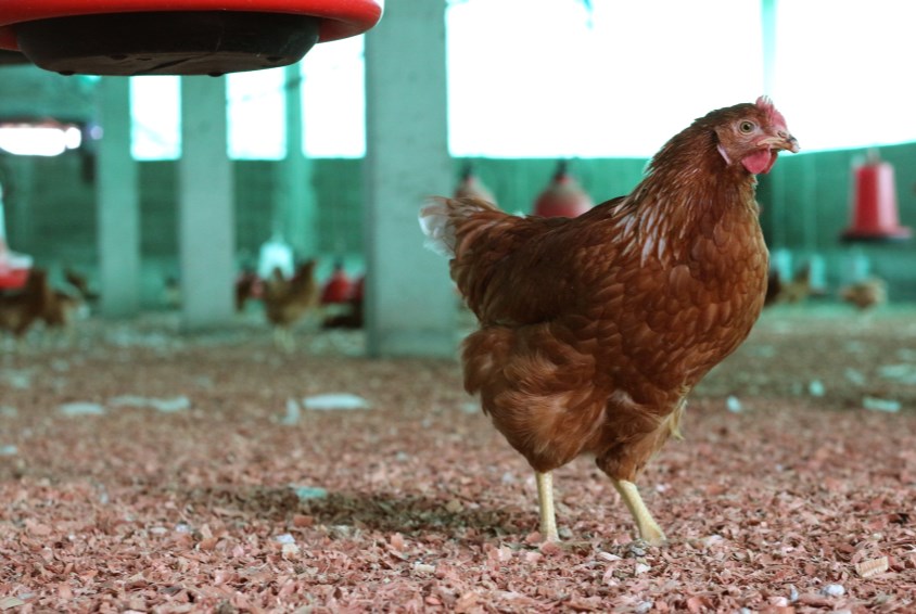 Kyllingprosjektet til barnebyen har hatt et svært vellykket første år. Foto: Emma With