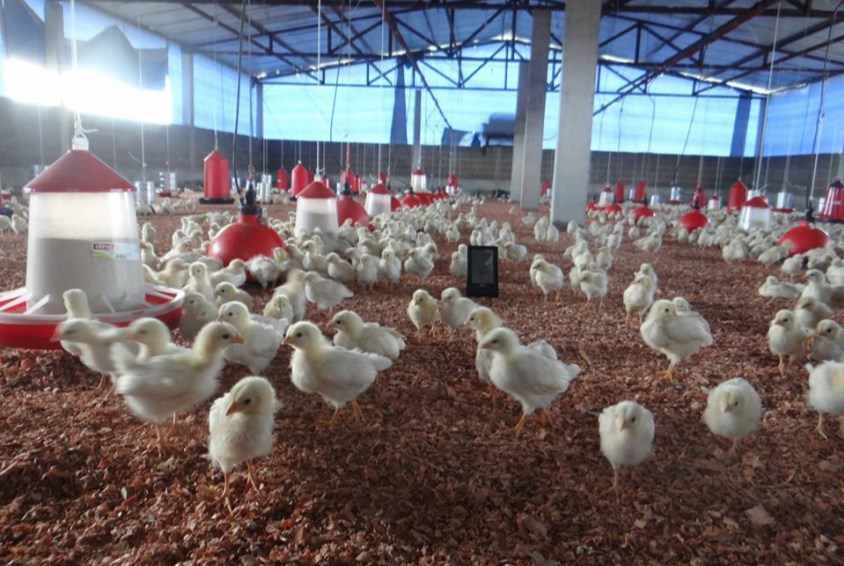 I tilknytning til jordbruksområdet er det bygget et fjøs for kyllingdrift, både for egg, mat og salg. Foto: SOS-barnebyer Angola
