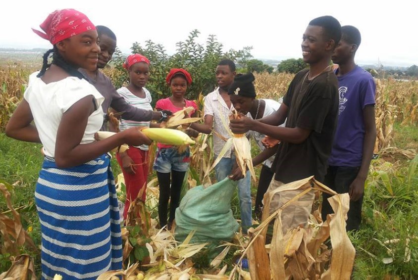 Barnebyen i Huambo startet et jordbruksprosjekt i fjor, her høstes maisen. Foto: SOS-barnebyer Angola