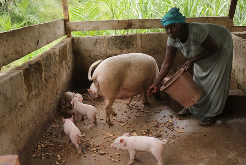 Helena mater grisene inne i grisebingen. Foto: Nana Sampson