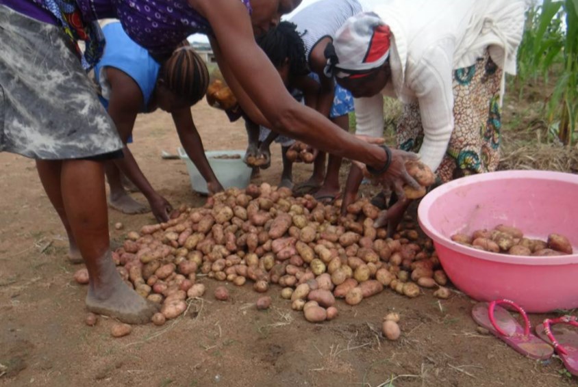 Barnebyen i Huambo startet et jordbruksprosjekt i fjor, og har nylig høstet sine første poteter. Foto: SOS-barnebyer Angola