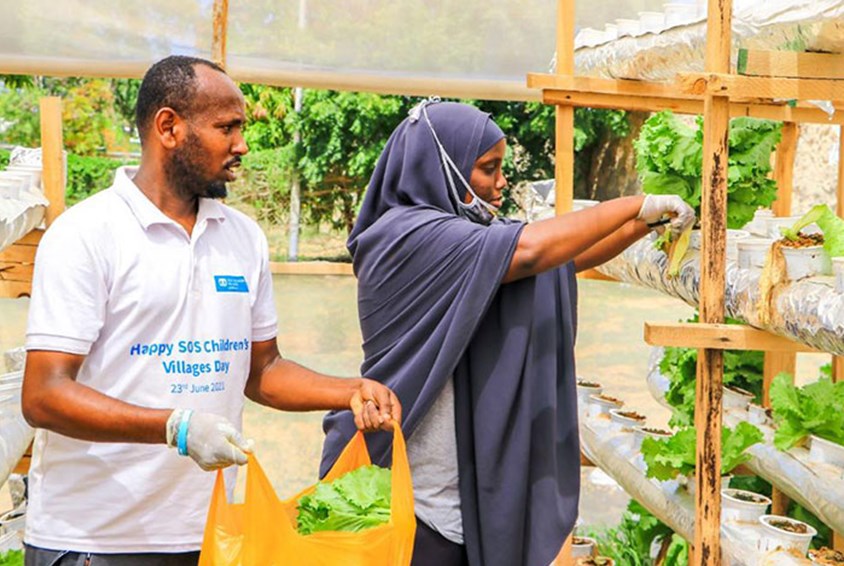Yussuf, ungdomsleder i SOS-barnebyer,  i hvit t-skjorte med krage, plukker salat sammen med en kvinne i blå hijab, hun er en del av prosjektet. Foto: SOS-barnebyer