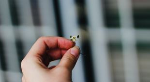 En liten hånd som holder blomst. Foto: Pexels