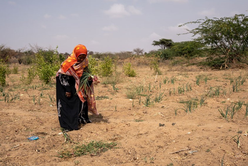 Moren til Aamina står i en tørr åker og graver. Foto: Lydia Mantler