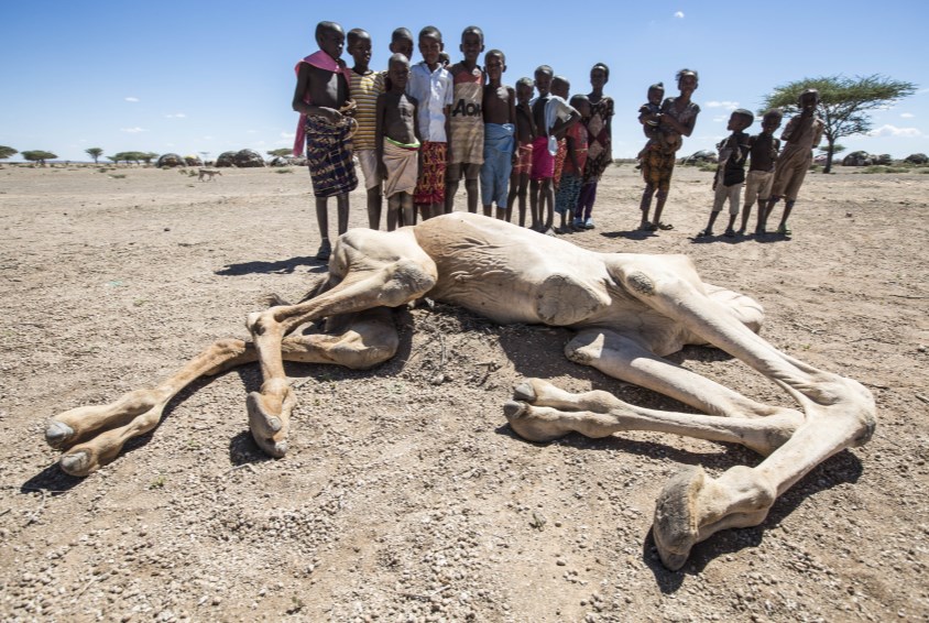 Regnet har sviktet flere sesonger på rad. Først svikter avlingene, så dør dyrene og til slutt menneskene. Her i Marsabit, Kenya. Foto: Rory Sheldon