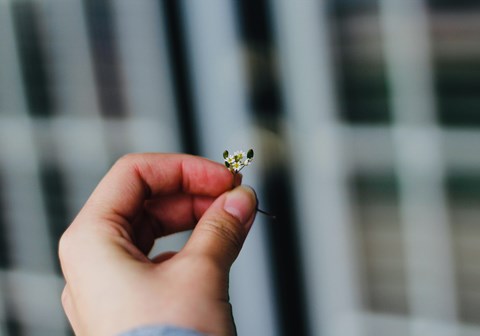 En liten hånd som holder blomst. Foto: Pexels